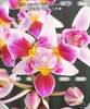 Phal. equestris 996 peloric